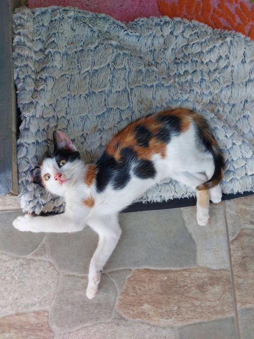 Подарявам котенца