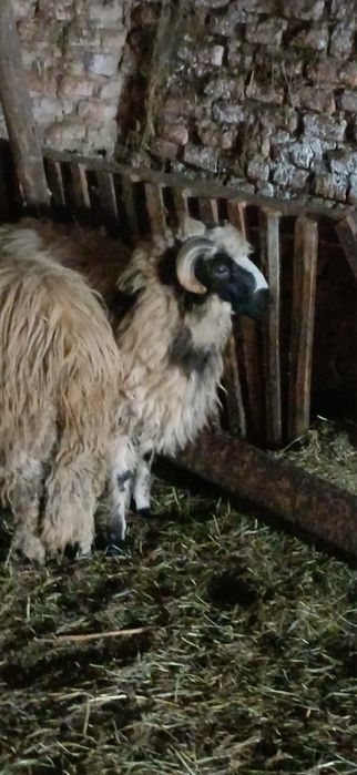 Vând berbec mior si un noatin