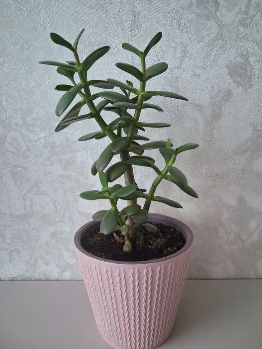 Срочно!!! Продам цветок.