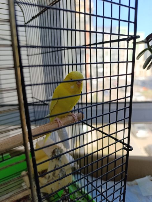 Попугай вместе с клеткой