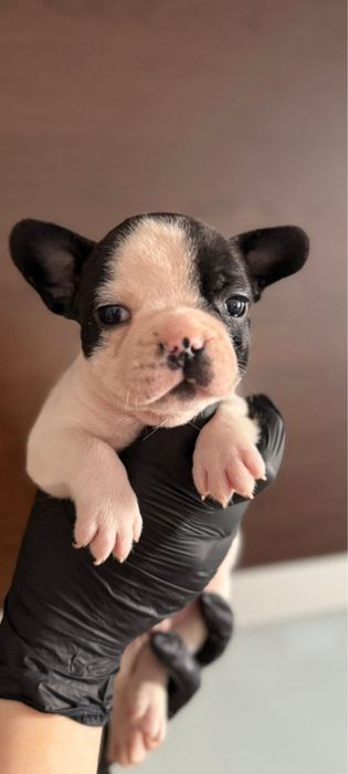 Bulldog francez 6 saptamani