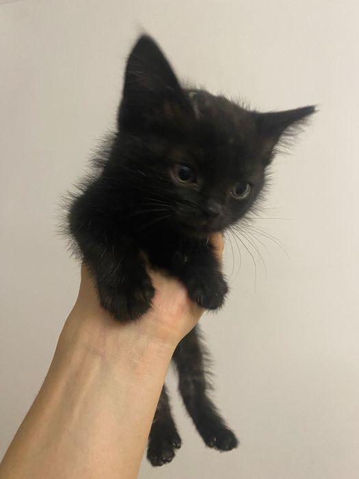 Кошка                        .