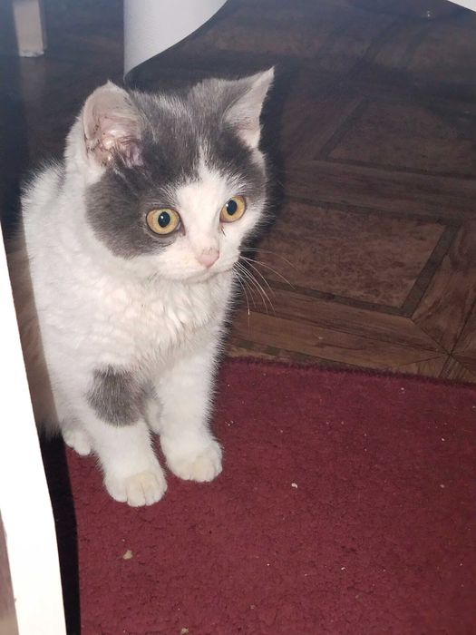 Котенок 4 месяца