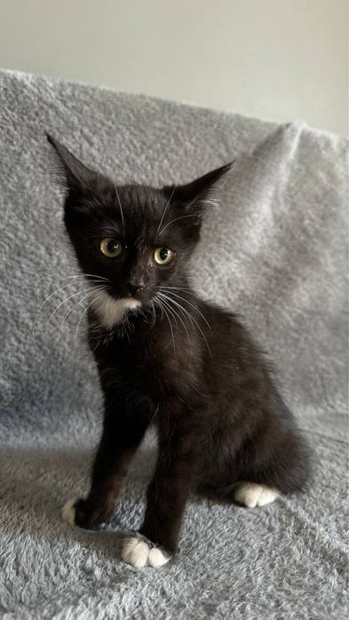 Котенок в добрые руки