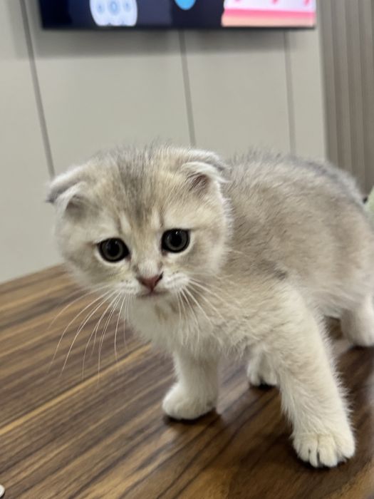 Котенок 2.5 месяца