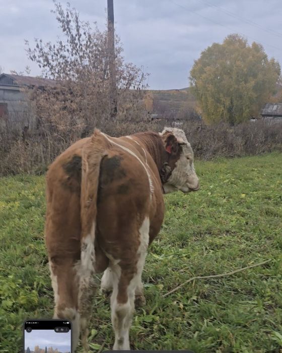 Продам на племья бычка чистого симментала