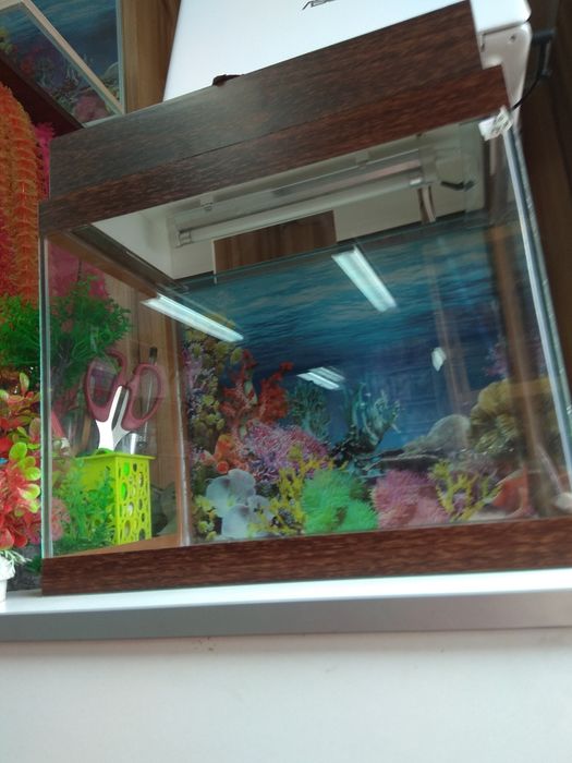 Рыбка петушок ,р-н Орбита