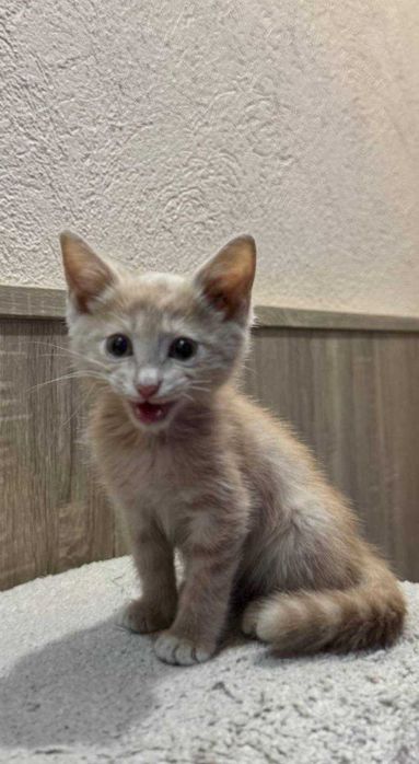 Котенок ищет любящий дом