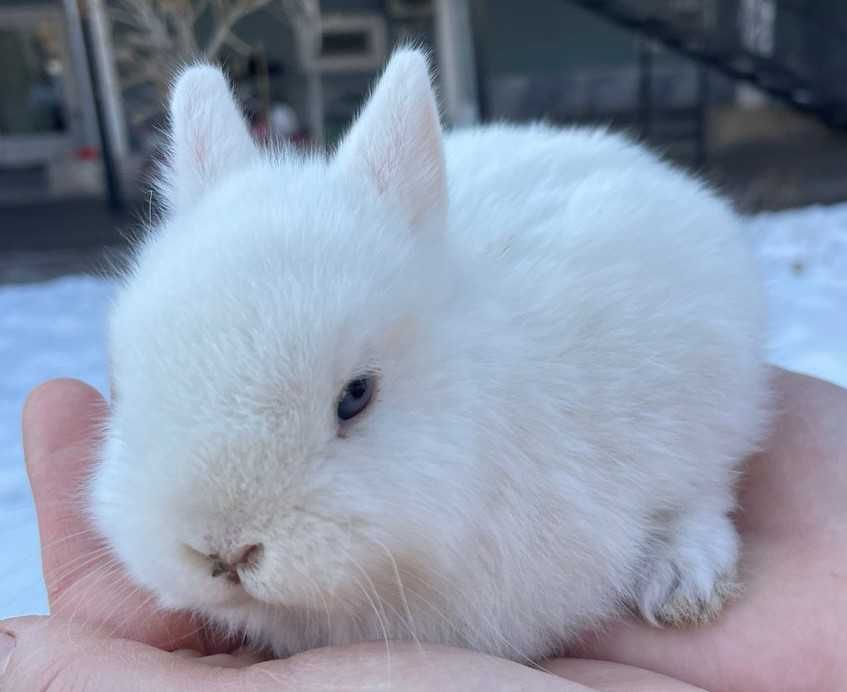 Крольчата, белые голубоглазые