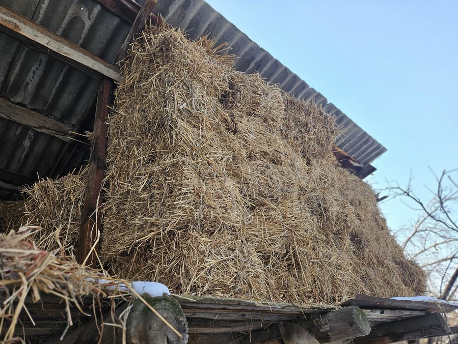 Тюки клевер суданка