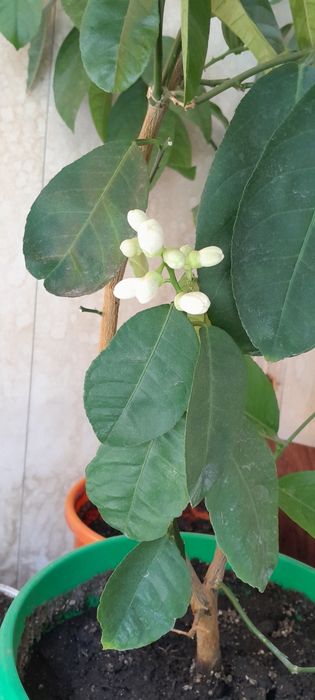 Лайм цитрус плодоноящий.