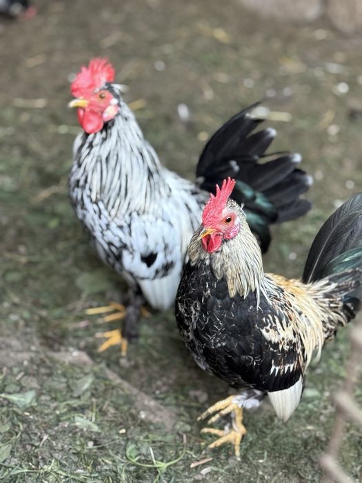 De vanzare cocosei pitici