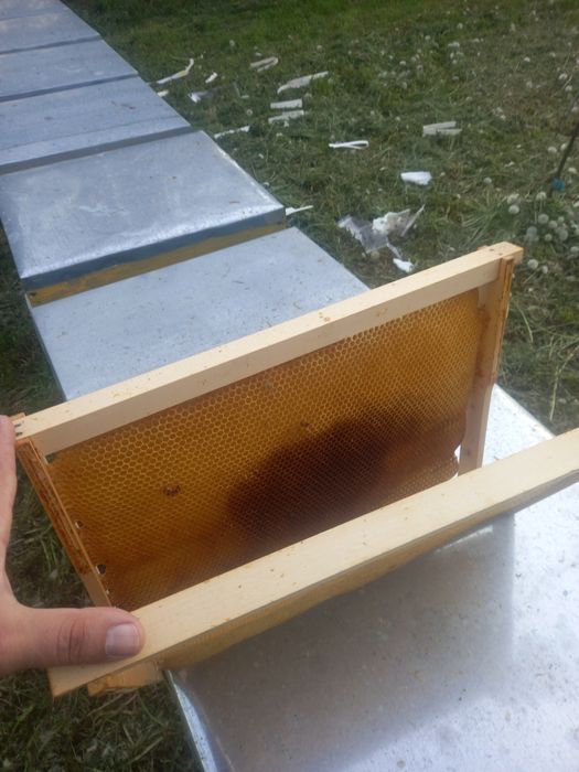 Vând rame clădite 1/1