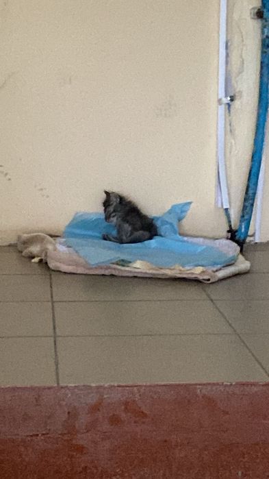 Ищем дом для маленького котёнка-мальчика.