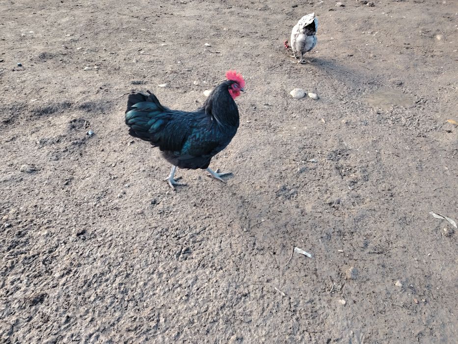 Vând famili Australorp negru și albastru. Găini puici
