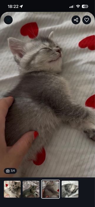 Кошка породистая