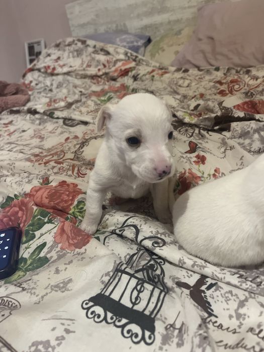 Продавам малко куче пинчер-женски при интерес на лично