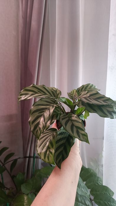 Продам комнатные цветы разные