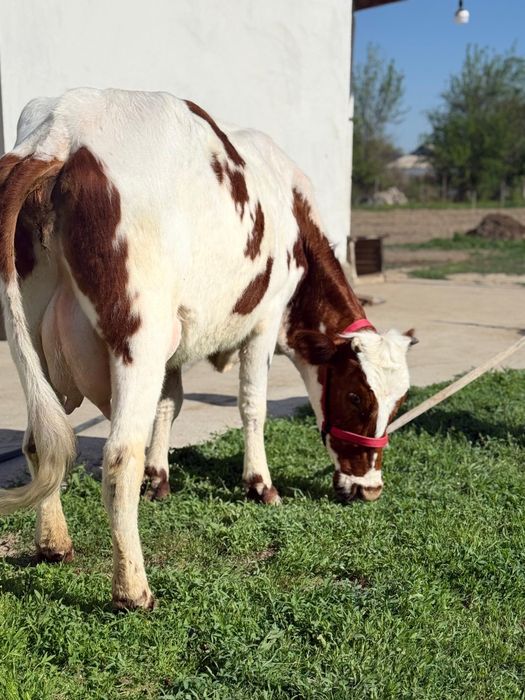 Сүтті парода симентал бзаулы сиыр