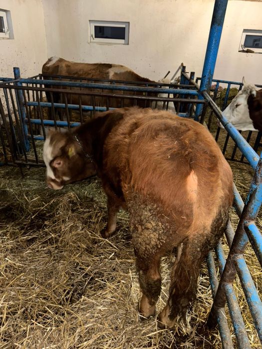 Vand vitel de 6 luni