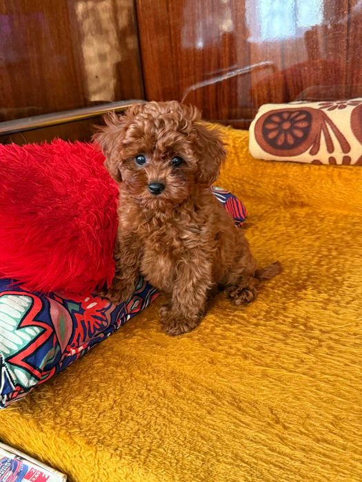 Пудел той МОМИЧЕ