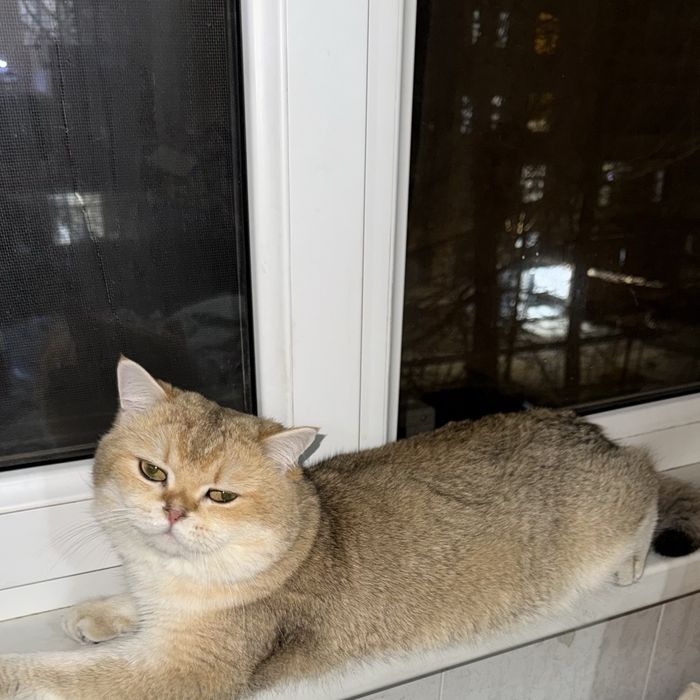 Кот  окрас Золотая Шиншилла nu 12