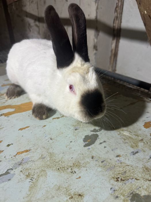 Продается породистые кролики