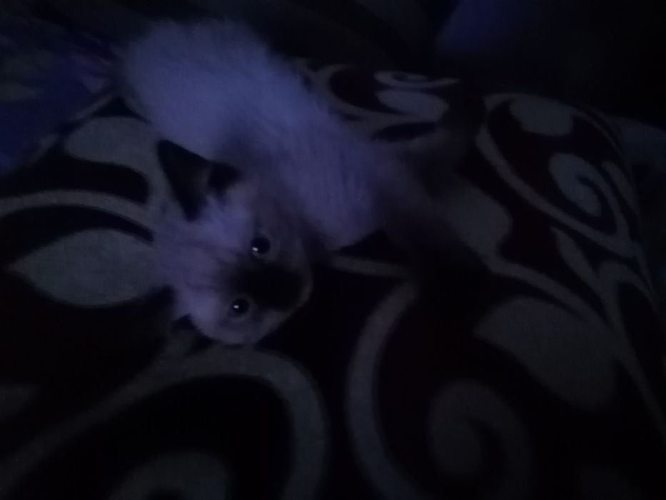 Котенок сиамский