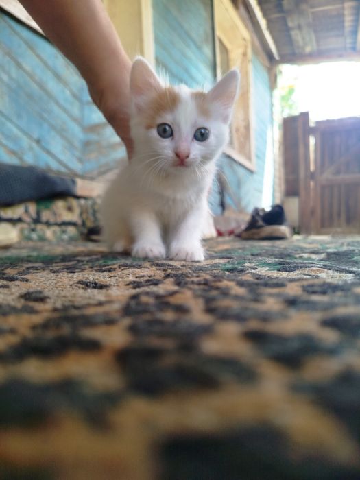 Кот мальчик в добрые руки
