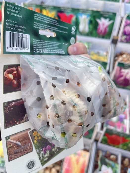 Нарциссы сортовые