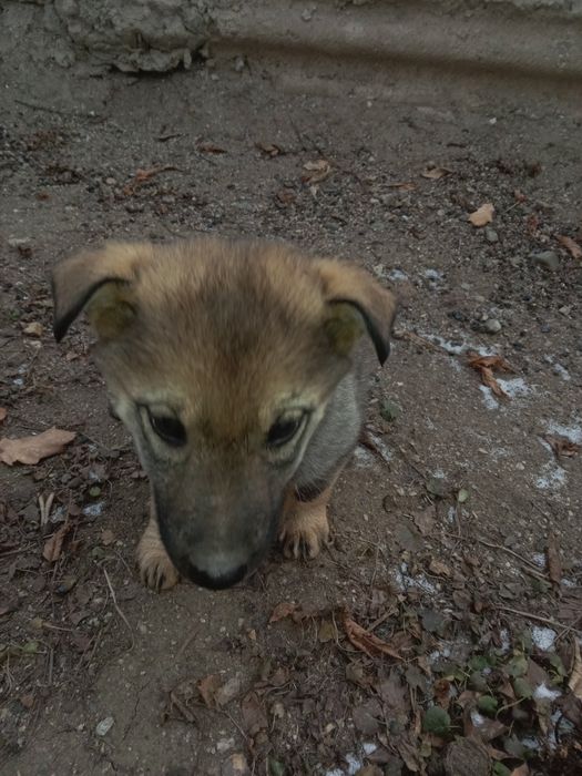 Отдам овчерека 2 месяцев