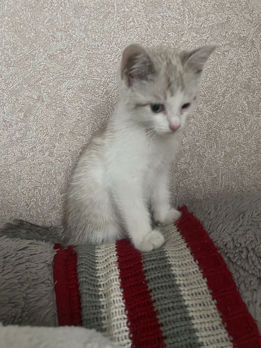 Отдам котенка бесплатно