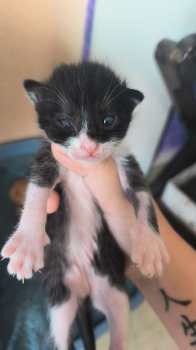 Подарявам сладки котенца