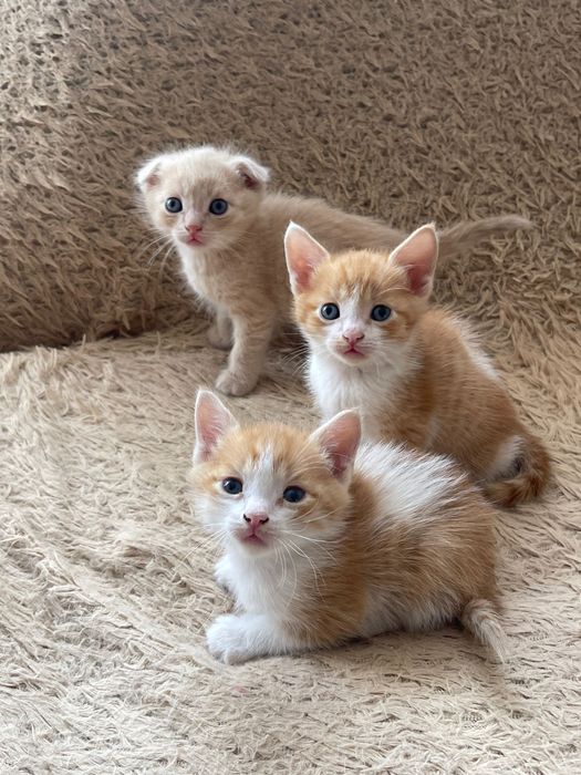 Котята(серая девочка,остальные мальчики)