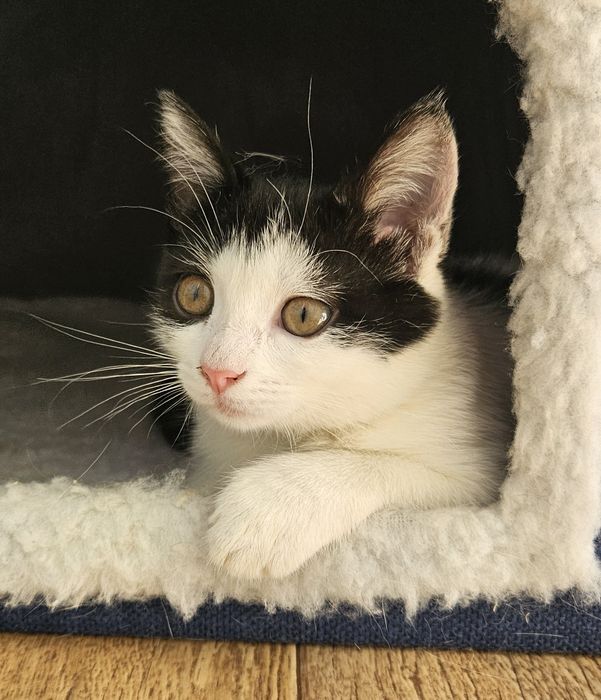 Котенок ищет дом