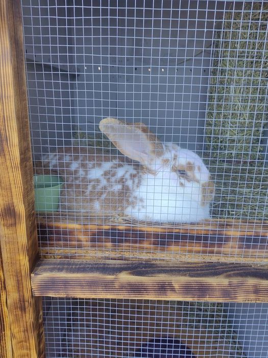 Vând/schimb iepuri!