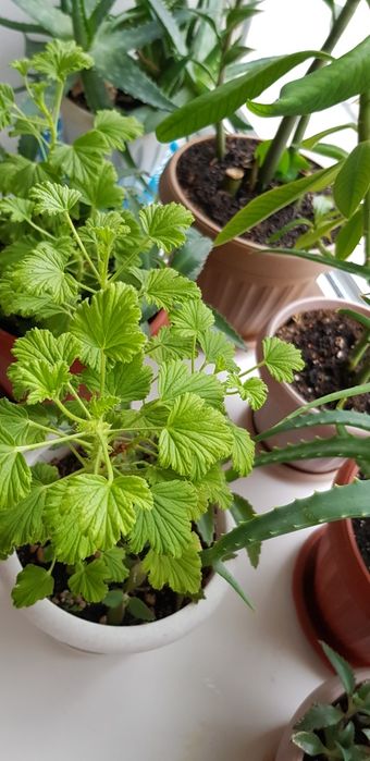 Продам лимонку ,пеларгония душистая.