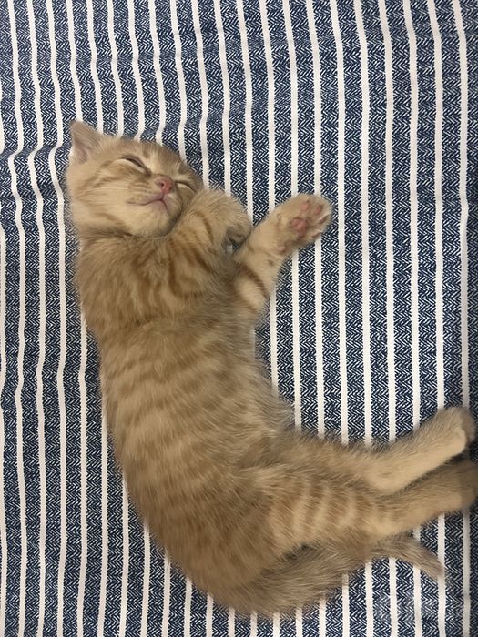 Вислоухий котенок скоттиш фолд