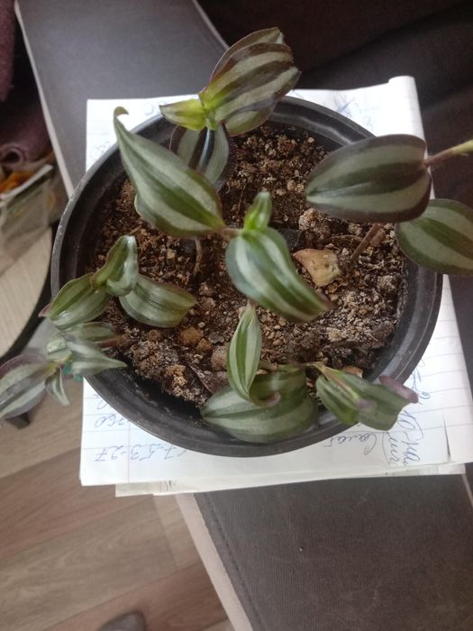 Комнатные цветы традесканция