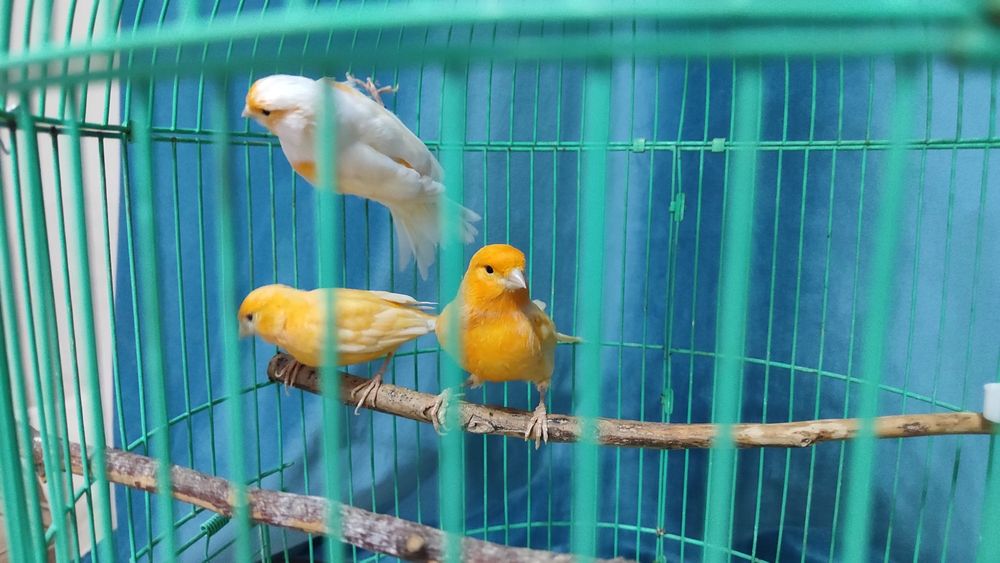 Канарейки кенар канарейка