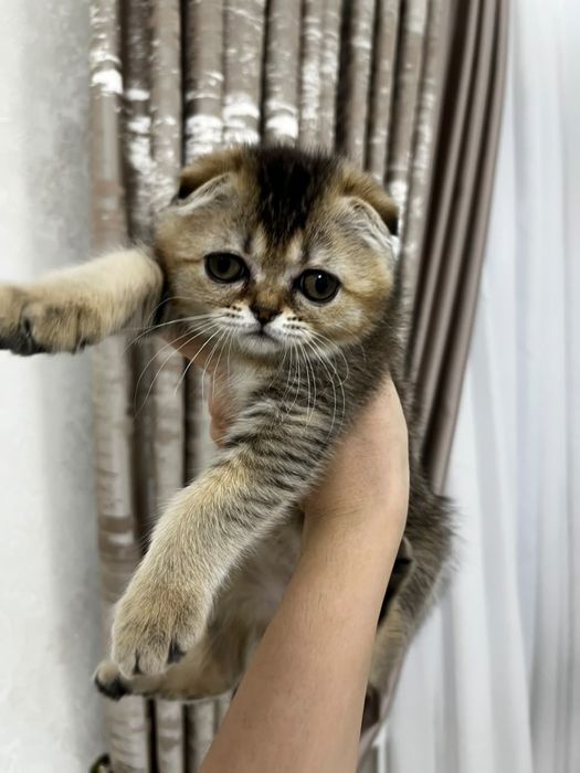 Кошка шотландский вислоухая