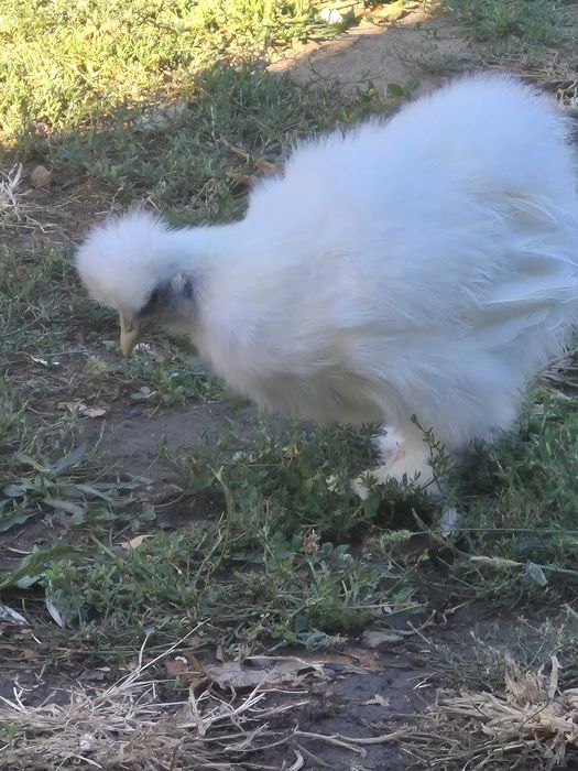 Pasari găini japoneza