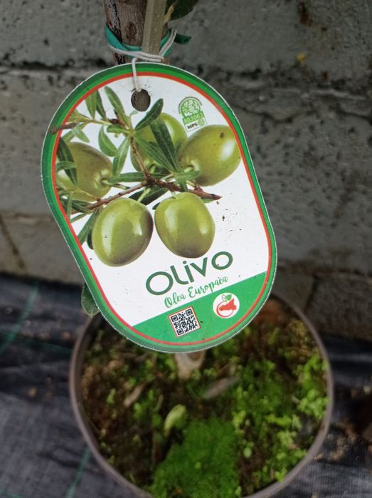 Маслини Студоустоичиви