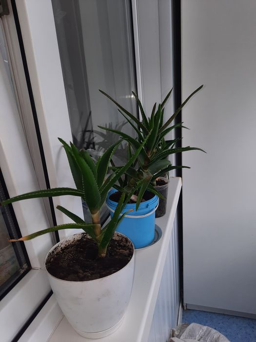 Продам комнатные цветы