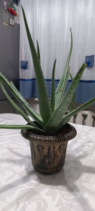 Бөлме гүлдері сатылады