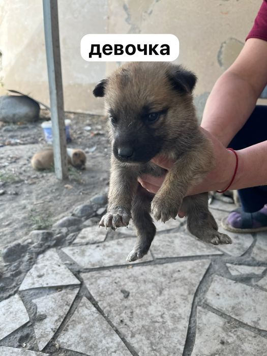 Отдадим щенков в хорошие руки