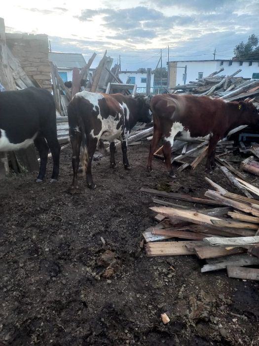 Мал сатылады шет ауданы