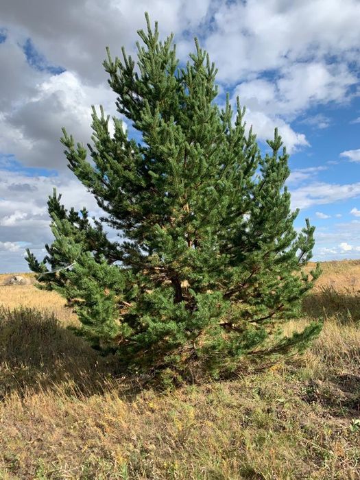 Саженцы сосны