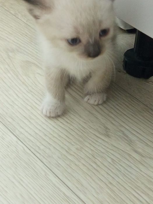 Сиамские котята! Милашки!