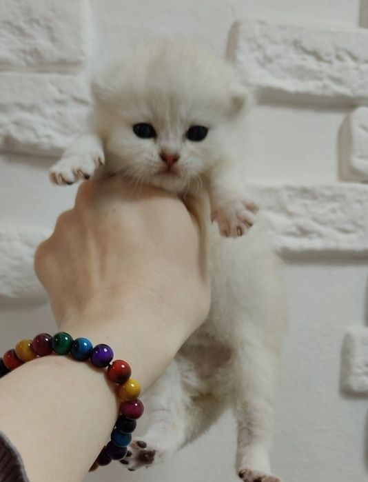 Серебро Шиншиллы девочки